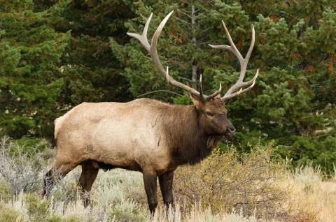 Bull Elk Stock Photos
