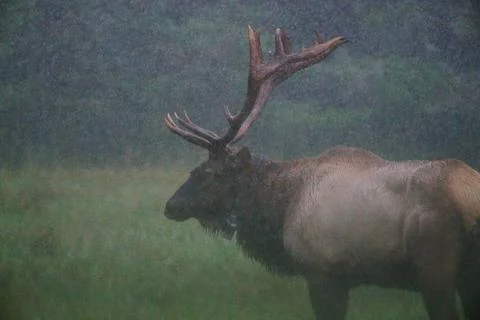 Bull Elk Stock Photos