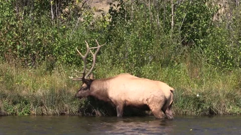 Bull  Elk in River Stock-Footage 42280250