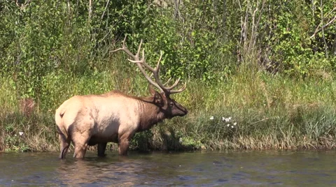 Bull  Elk in River Stock-Footage 42306056