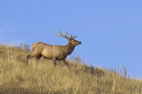 Bull elk running down the side of a hill. Stock Photos