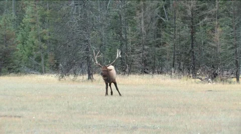Bull Elk in rutting season Stock Footage