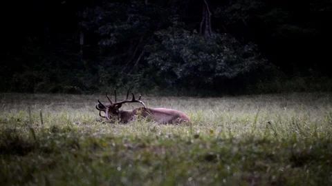 Bull elk scratching back Stock Footage 128148914