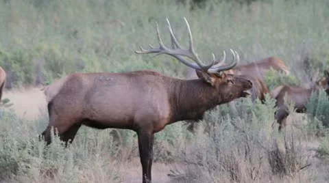 Bull elk side view Stock-Footage 12346154