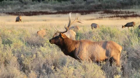 Bull elk side view Stock-Footage 12346179