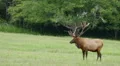 Bull Elk Standing and Watching 1 HD Footage