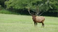 Bull Elk Standing and Watching 2 HD Footage