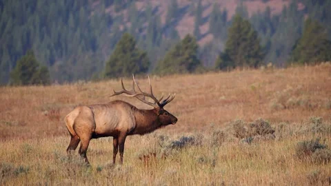 Bull Elk standing in a field as it bugles Stock Footage 327757211