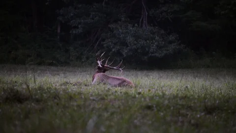 Bull elk standing up Stock Footage 128148918