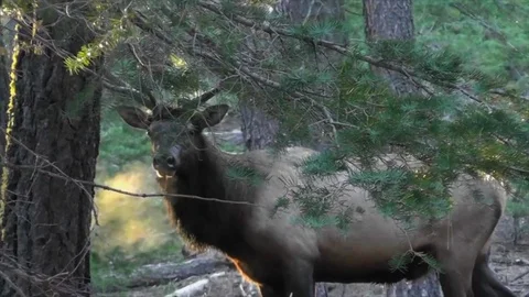 Bull Elk Steaming Stock Footage 95767102