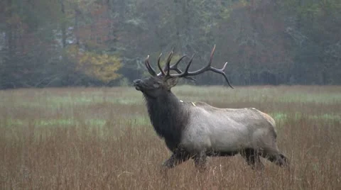 Bull elk strutting Stock Footage
