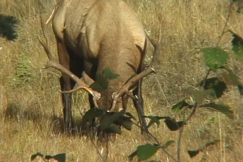 Bull Elk Testing the Air Stock Footage
