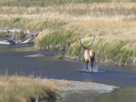 Bull Elk Wades in a Stream, Bugles and Looks Back Stock Footage 127147458