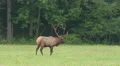 Bull Elk Walking 1 HD Footage