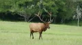 Bull Elk Walking 2 HD Footage