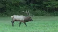 Bull Elk Walking 3 HD Footage