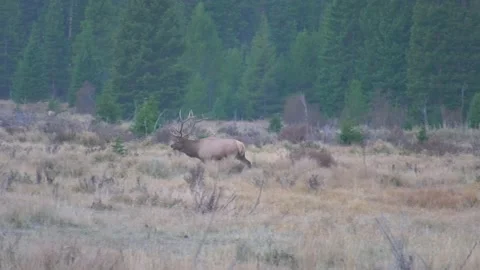 Bull elk walking fast through a field bugling looking for cows Stock Footage 140295652