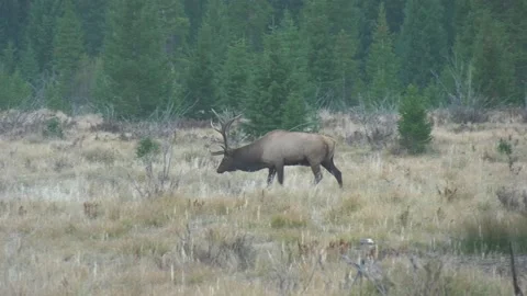 Bull elk walking in field bugling during rut with sound Stock Footage 140295665