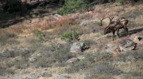 Bull Elk Walking Stock-Footage 12465049