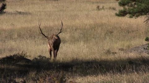 Bull  Elk Walking Stock Footage 42070030