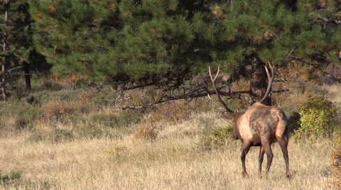Bull  Elk Walking Vídeos de archivo 42239402