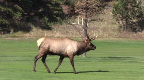 Bull  Elk Walking Stock-Footage 42392032