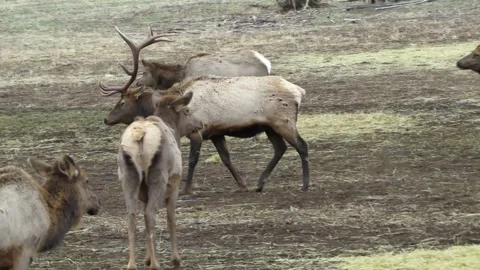 Bull Elk walking Stock Footage 146290602