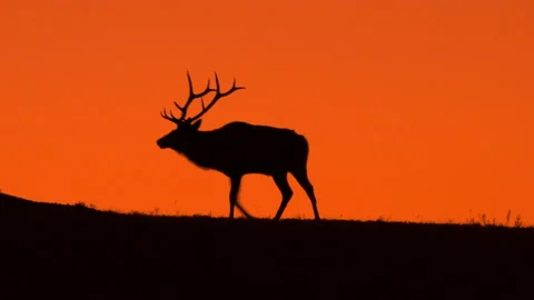 Bull Elk Walking then Bugling Silhouetted Against Orange Sunrise-2 Stock Footage 228880786