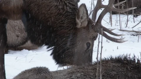 Bull Elk Walking Through Herd Video stock 72324583