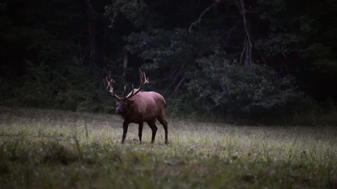 Bull Elk walking towards camera Stock Footage 128149332