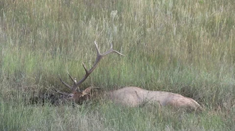 Bull  Elk in Wallow Vídeos de archivo 41920787