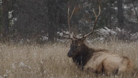 Bull elk, wapiti, in snowfall while resting, snow falling, 4k Stock Footage 255475919