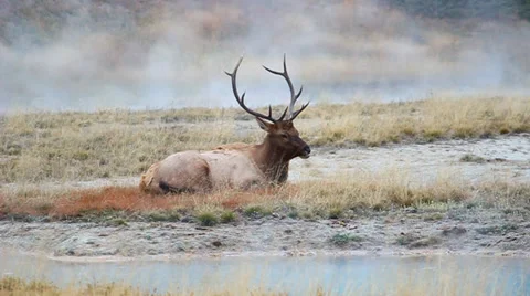 Bull Elk in Yellowstone Stock Footage 34207272