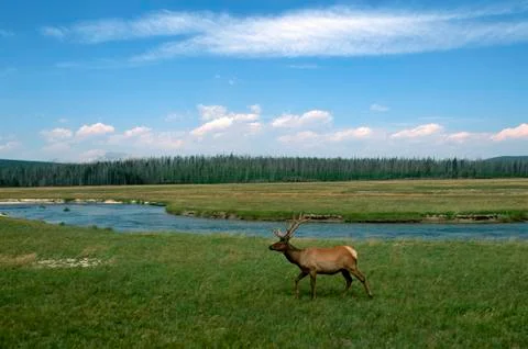 Bull Elk Yellowstone National Park  Stock Photos