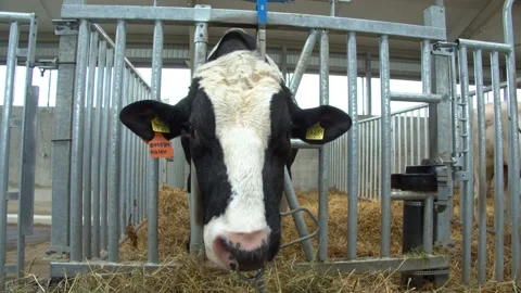 Bull farm 2 Stock-Footage 135997696