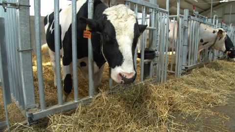 Bull farm 4 Video stock 135997672