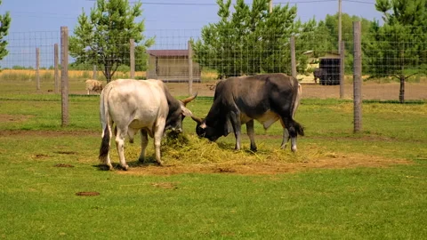Bull on a farm in summer. Selective focus. Stock Footage 317249010
