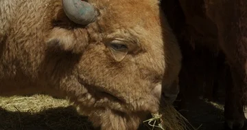 Bull feeding 4k Stock Footage 85728059