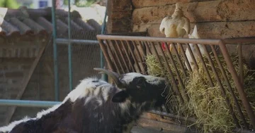Bull feeding Video stock 85725765