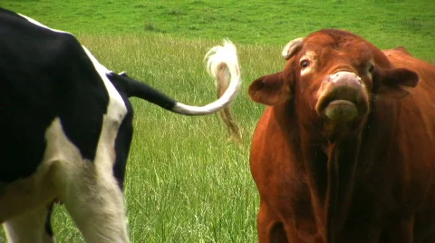 Bull in the field Stock Footage 449871