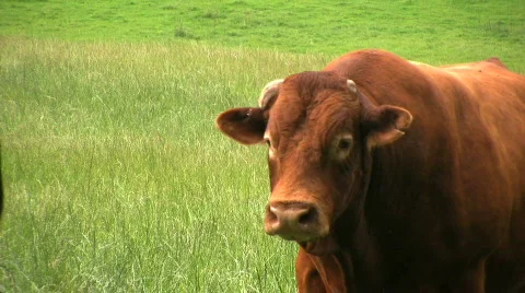 Bull in the field Stock Footage 451643