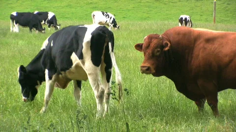 Bull in the field Stock Footage 451667