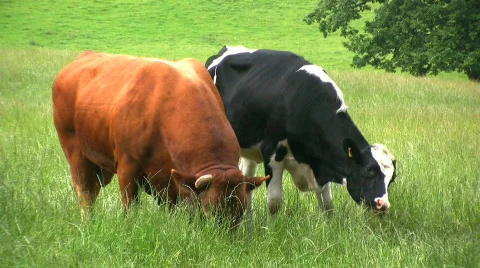 Bull in the field Stock Footage 451671