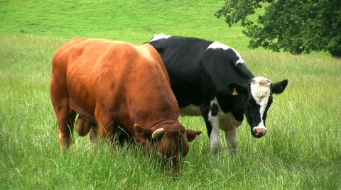 Bull in the field Stock Footage 451673