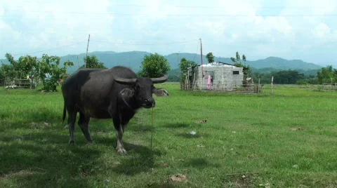 Bull in field Video stock 636511