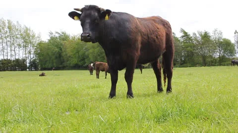 Bull in field Video stock 24468252