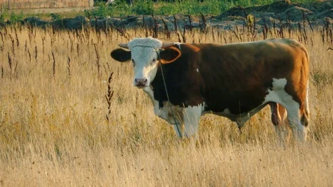 Bull in field Stock Footage 78155944