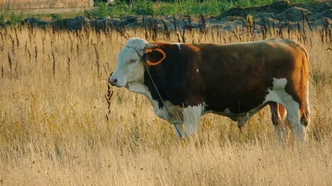 Bull in field Stock Footage 78157836