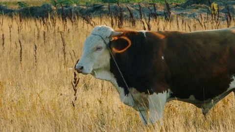 Bull in field Stock Footage 78203640