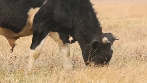 Bull on the field Stock Footage 87120708